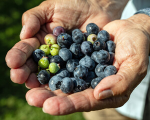 A Bounty of Berries