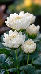 Close-up of four pristine white flowers, their petals tightly furled, emerging from lush green foliage.  Soft, warm light enhances the scene