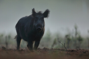 Dzik euroazjatycki, dzik, (Sus scrofa) © Bartosz Rakoczy