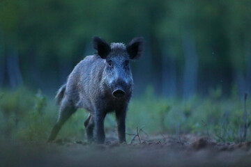 Dzik euroazjatycki, dzik, (Sus scrofa)