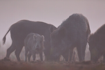 Dzik euroazjatycki, dzik, (Sus scrofa)