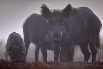 Dzik euroazjatycki, dzik, (Sus scrofa)