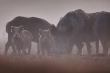 Dzik euroazjatycki, dzik, (Sus scrofa) © Bartosz Rakoczy
