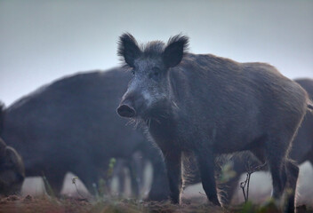 Dzik euroazjatycki, dzik, (Sus scrofa) © Bartosz Rakoczy