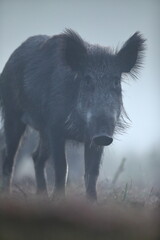 Dzik euroazjatycki, dzik, (Sus scrofa) © Bartosz Rakoczy