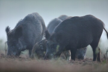 Dzik euroazjatycki, dzik, (Sus scrofa)
