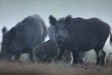 Dzik euroazjatycki, dzik, (Sus scrofa)