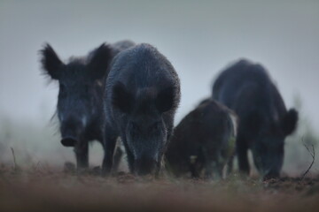 Dzik euroazjatycki, dzik, (Sus scrofa) © Bartosz Rakoczy