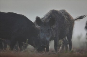 Dzik euroazjatycki, dzik, (Sus scrofa) © Bartosz Rakoczy