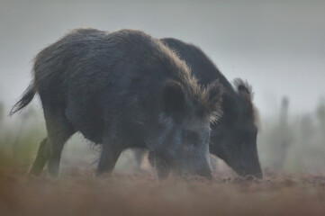Dzik euroazjatycki, dzik, (Sus scrofa) © Bartosz Rakoczy