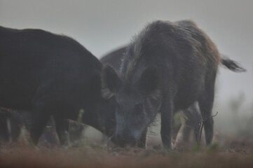 Dzik euroazjatycki, dzik, (Sus scrofa) © Bartosz Rakoczy