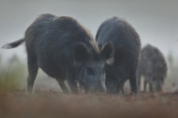 Dzik euroazjatycki, dzik, (Sus scrofa) © Bartosz Rakoczy