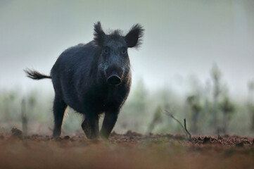 Dzik euroazjatycki, dzik, (Sus scrofa) © Bartosz Rakoczy