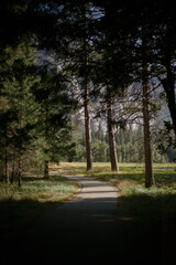 Peaceful path in the forest