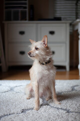 chihuahua dog on the porch