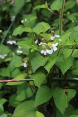Chameleon plant (Houttuynia cordata) in bloom