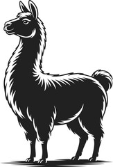 Fototapeta premium Llama, black and white vector illustration of a proud standing llama with intricate fur details, perfect for unique designs and creative projects