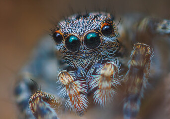 A Close-up picture of a Jumping Spider portrait Captured in Nature