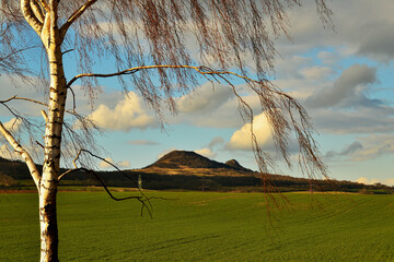 Sunset Light on Wind-Swept Birch in Green Hilly Czech Landscape