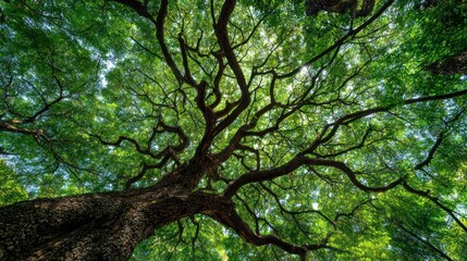 Low-angle shot of a large tree with green leaves and a wide, twisting trunk