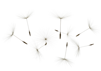 Delicate white dandelion seeds with slender brown achenes and intricate feathery pappus, floating on a pristine bright white background with copy space, ultra-realistic macro UHD photo, concept of