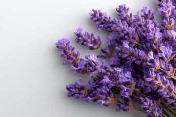 Violet lavender flowers arranged beautifully against a light background showcasing their delicate texture and vibrant color