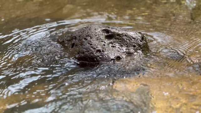 Water Flowing Gently Around  a Rock in a Stream or Creek