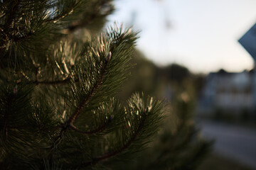Pine Tree Branches in Soft Sunset Light