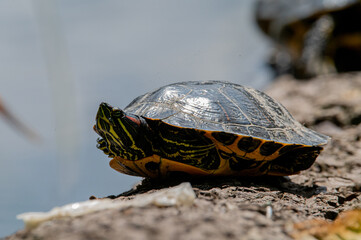 Red-Eared Slider Turtle on Shore – Wildlife Reptile Photography