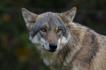 Fototapeta premium A close up of a Grey Wolf (Gray Wolf) 