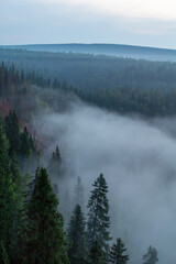 Lush green coniferous forest shrouded in mist, with rolling hills in the background, creating a serene and tranquil atmosphere in nature's untouched wilderness