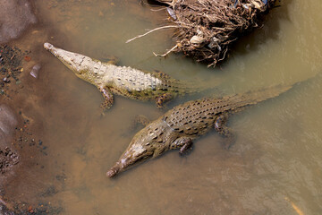 Dangerous American crocodile with pale brown skin laying on the ground in Tropical Rainforest, Costa Rica