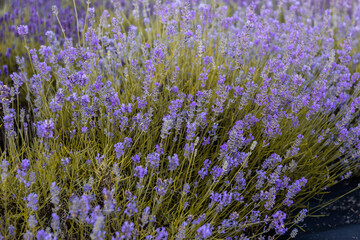 A beautiful flowerbed of purple Lavender Lavandula plants on a green lawn