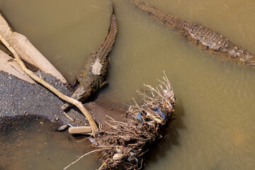 Dangerous American crocodile with pale brown skin laying on the ground in Tropical Rainforest, Costa Rica