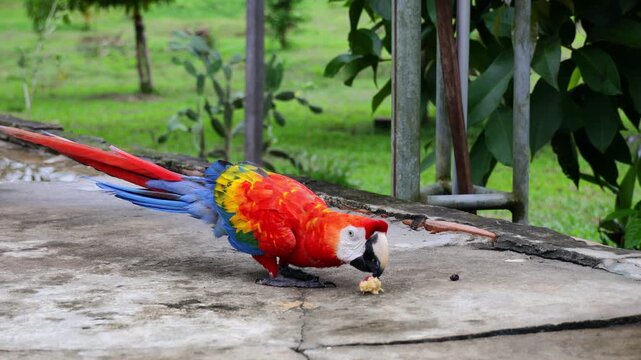 Ara macaw parrot perched on branch. Colorful feathers, tropical bird, wildlife, rainforest habitat, South America, exotic animal, close-up, beak, plumage, vibrant colors
