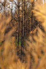 Obraz premium Autumn landscape featuring tall trees with golden foliage, surrounded by soft grass, creating a serene atmosphere in a natural setting with vibrant colors and textures