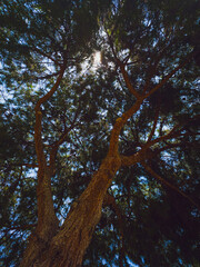 Casuarina tree viewed from below with sunlight through branches 