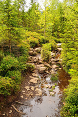 Forest Stream with Fresh Mountain Water and Rocks Fresh Green Foliage
