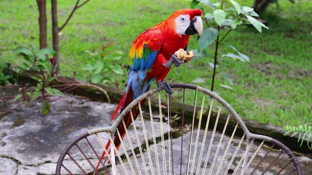 Ara macaw parrot perched on branch. Colorful feathers, tropical bird, wildlife, rainforest habitat, South America, exotic animal, close-up, beak, plumage, vibrant colors