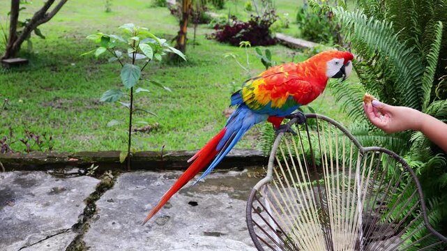 Ara macaw parrot perched on branch. Colorful feathers, tropical bird, wildlife, rainforest habitat, South America, exotic animal, close-up, beak, plumage, vibrant colors