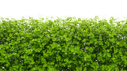 Fototapeta premium Lush green clover leaves with water droplets isolated on transparent background
