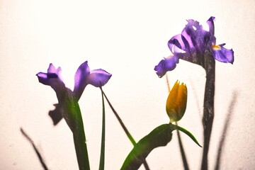 Purple Irises and Yellow Tulip Shadows