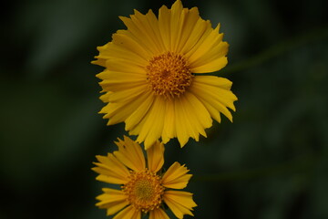 yellow valentine sunflower