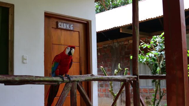 Ara macaw parrot perched on branch. Colorful feathers, tropical bird, wildlife, rainforest habitat, South America, exotic animal, close-up, beak, plumage, vibrant colors