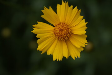 yellow valentine sunflower