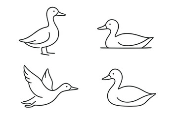 Fototapeta premium Duck line art illustration set. Minimalist duck sketch in black, simple poses outline. Vector collection of standing, sitting, flying, swimming bird. Farm animal logo icon.