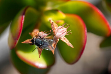 Jade Plant flowers (Crassula ovata)