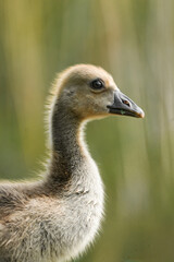 portrait of an baby goose