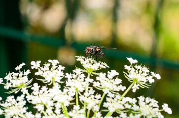 Closeup of fly with red eyes sitting on white umbellifer flowers blurred background