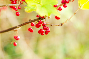 Closeup of red currant branch with green leaves on blurred background